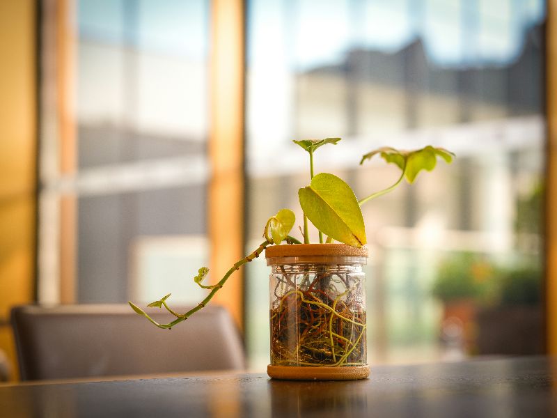 Bild Raum mit Topfplanze